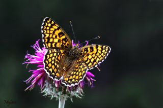 Benekli Byk parhan (Melitaea phoebe)