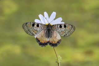 Yalanc Apollo (Archon apollinus)