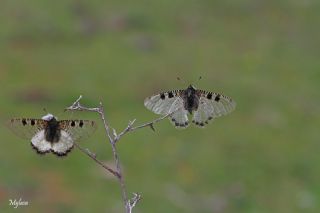 Yalanc Apollo (Archon apollinus)