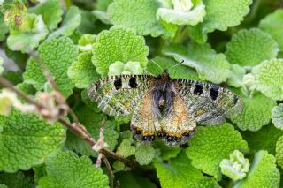 Yalanc Apollo (Archon apollinus)