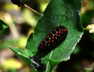 Yalanc Apollo (Archon apollinus)