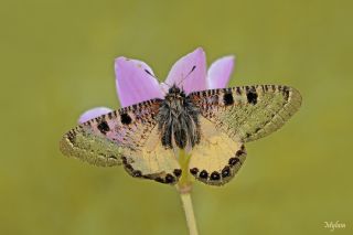 Yalanc Apollo (Archon apollinus)