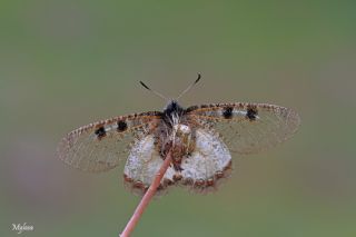 Yalanc Apollo (Archon apollinus)