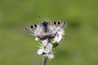 Yalanc Apollo (Archon apollinus)