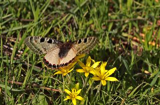 Yalanc Apollo (Archon apollinus)