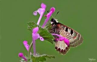 Yalanc Apollo (Archon apollinus)