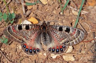 Yalanc Apollo (Archon apollinus)