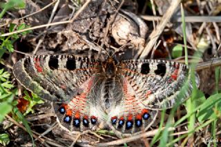 Yalanc Apollo (Archon apollinus)