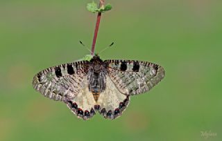 Yalanc Apollo (Archon apollinus)