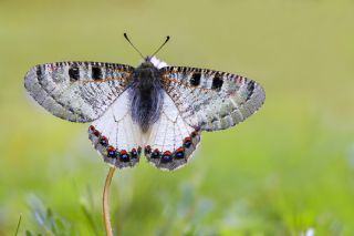 Yalanc Apollo (Archon apollinus)