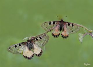 Yalanc Apollo (Archon apollinus)
