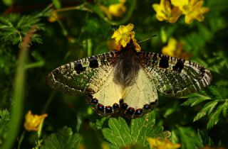 Yalanc Apollo (Archon apollinus)