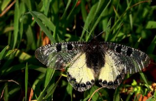 Yalanc Apollo (Archon apollinus)