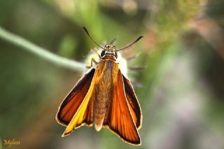 Siyah Antenli Zpzp (Thymelicus lineolus)