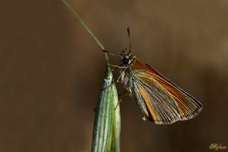 Sar Antenli Zpzp (Thymelicus sylvestris)