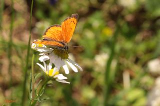 Osmanl Atei (Lycaena ottomanus)