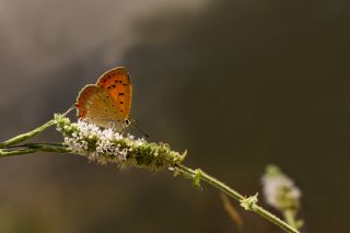 Osmanl Atei (Lycaena ottomanus)