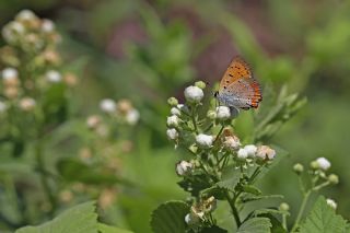Osmanl Atei (Lycaena ottomanus)