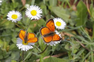 Osmanl Atei (Lycaena ottomanus)