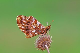 Morinci&nbsp;(Clossiana&nbsp;dia)