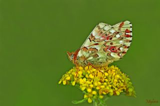Balkan Menek�e Kelebe�i&nbsp;(Boloria&nbsp;graeca)