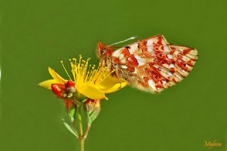 Balkan Meneke Kelebei (Boloria graeca)