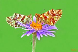 Balkan Menek�e Kelebe�i&nbsp;(Boloria&nbsp;graeca)