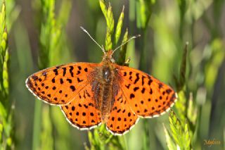 Balkan Meneke Kelebei (Boloria graeca)