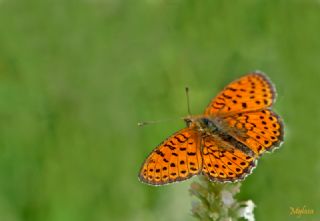 �ift Noktal� Brentis&nbsp;(Brenthis&nbsp;hecate)