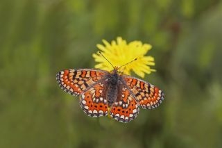 Gzel Nazuum (Euphydryas orientalis)