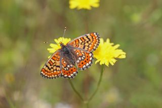 Gzel Nazuum (Euphydryas orientalis)