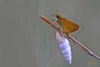 Sar Lekeli Zpzp (Thymelicus acteon)