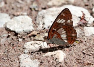 Hanmeli Kelebei (Limenitis camilla)