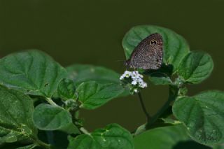 Karagz (Ypthima asterope)