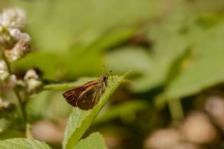 Orman Zpzp (Ochlodes sylvanus)