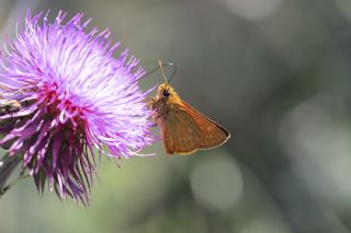 Orman Zpzp (Ochlodes sylvanus)