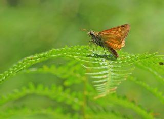 Orman Zpzp (Ochlodes sylvanus)