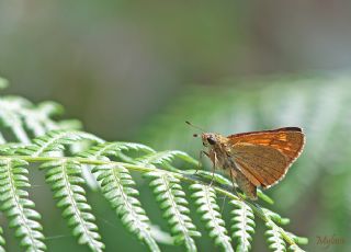 Orman Zpzp (Ochlodes sylvanus)