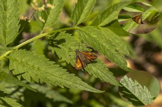 Orman Zpzp (Ochlodes sylvanus)