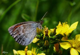 Harem Gzelesmeri (Erebia ottomana)