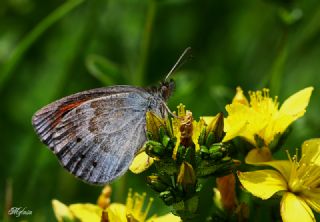 Harem Gzelesmeri (Erebia ottomana)