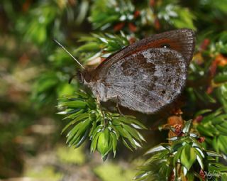 Harem Gzelesmeri (Erebia ottomana)