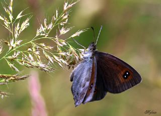 Harem Gzelesmeri (Erebia ottomana)