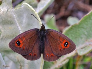 Harem Gzelesmeri (Erebia ottomana)