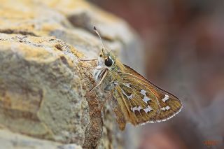 Gm Benekli Zpzp (Hesperia comma)