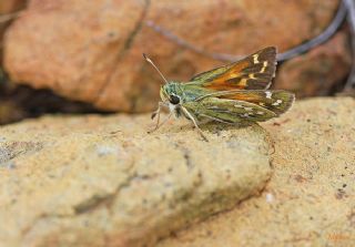 Gm Benekli Zpzp (Hesperia comma)