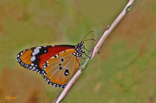 Sultan (Danaus chrysippus)