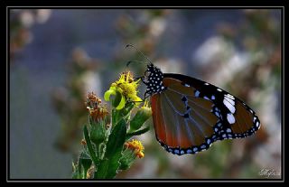 Sultan (Danaus chrysippus)