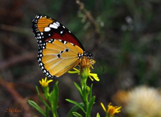 Sultan (Danaus chrysippus)