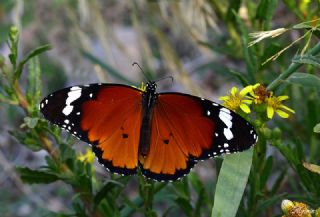 Sultan (Danaus chrysippus)